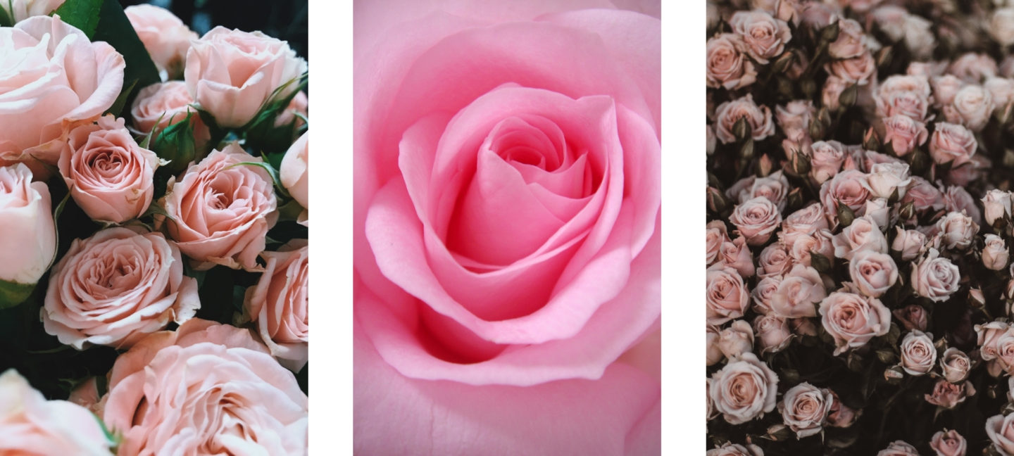 free HD rose flower wallpaper backgrounds