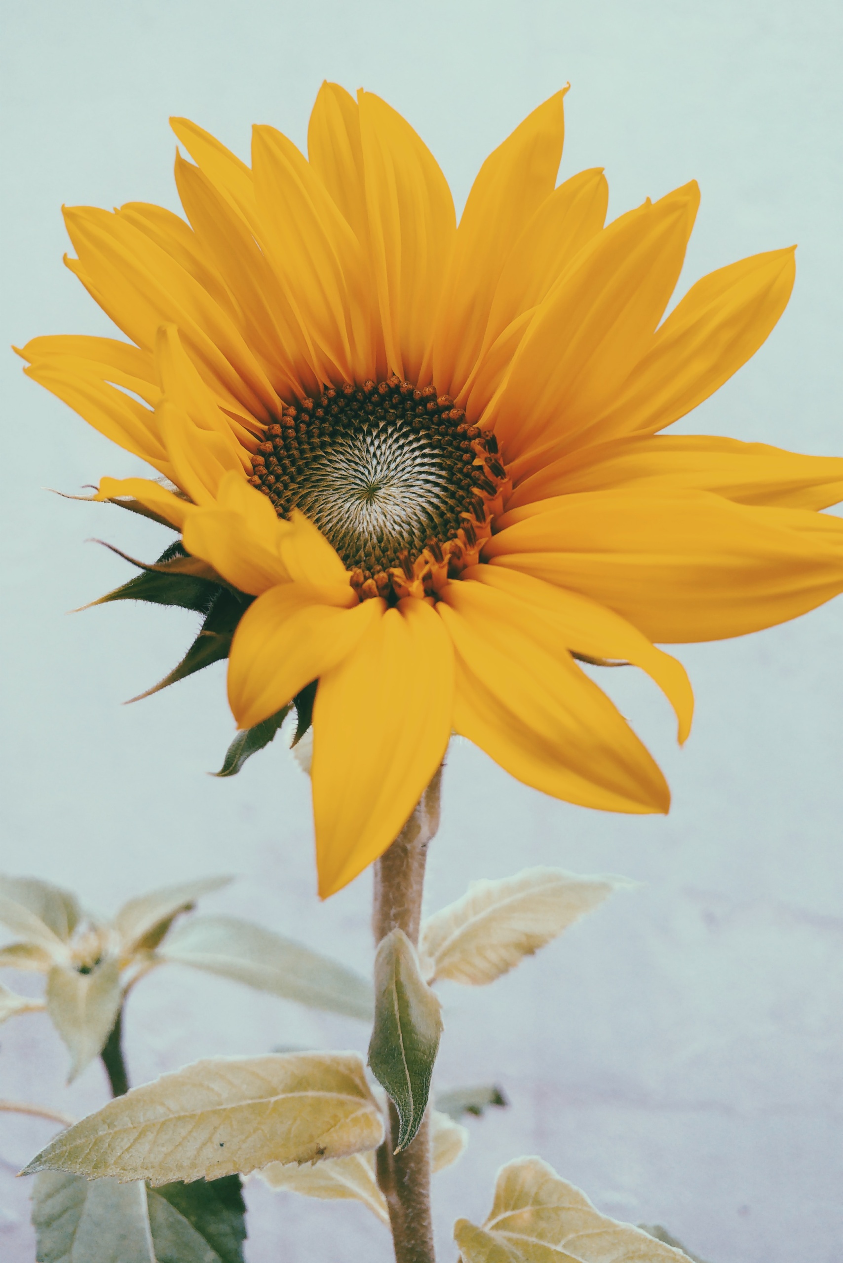 Yellow Aesthetic Sunflower Wallpaper Backgrounds For iPhone