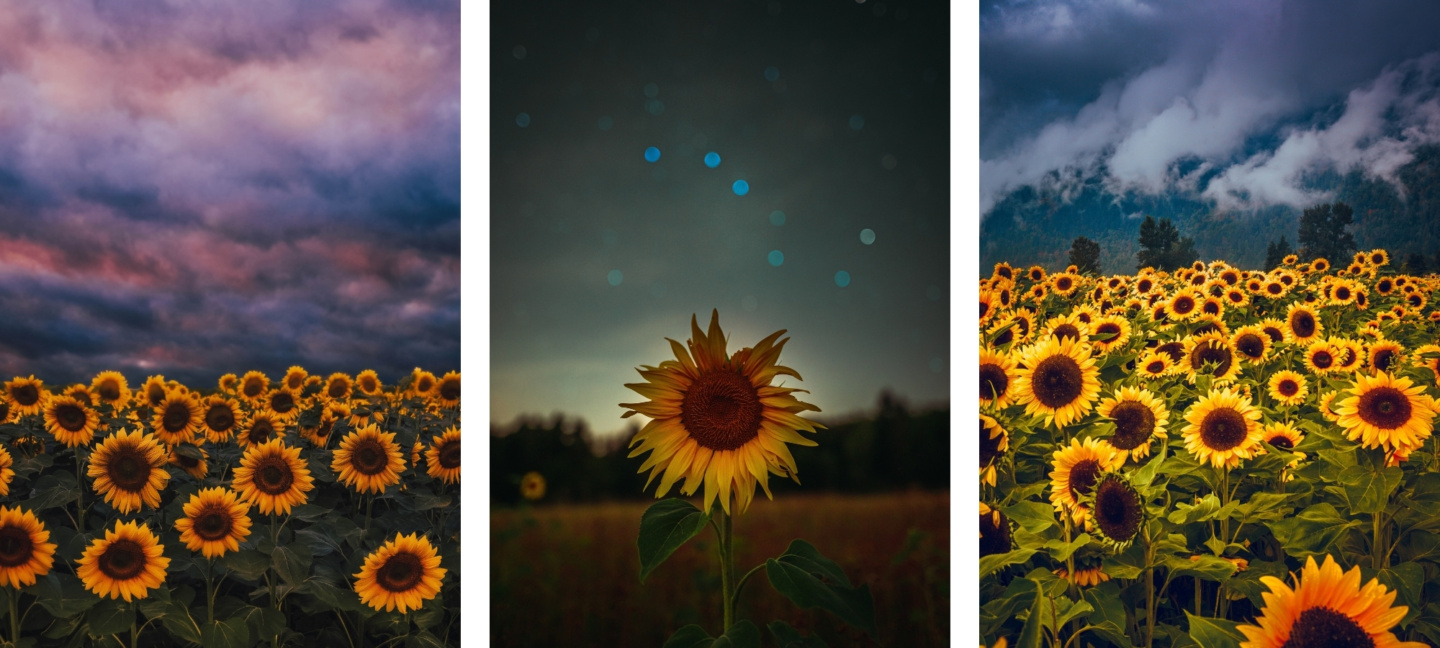 cute sunflower wallpaper backgrounds