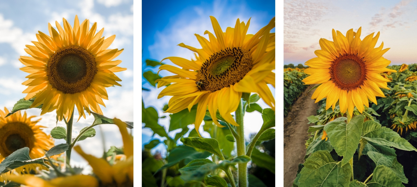 Aesthetic Sunflower Wallpaper Backgrounds For iPhone