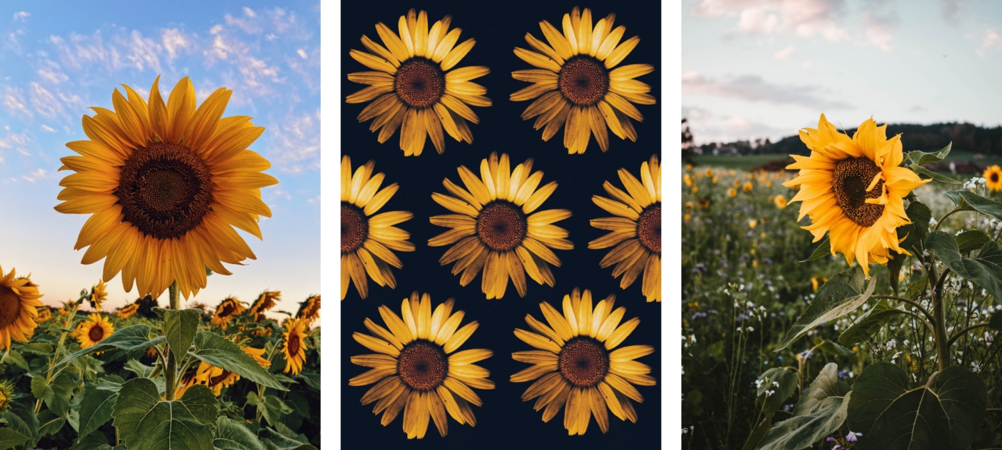 Yellow Aesthetic Sunflower Wallpaper Backgrounds For iPhone