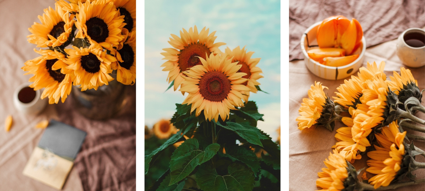 cute sunflower wallpapers