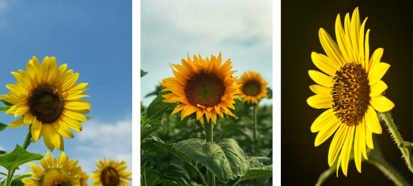 cute asthetic sunflower wallpapers