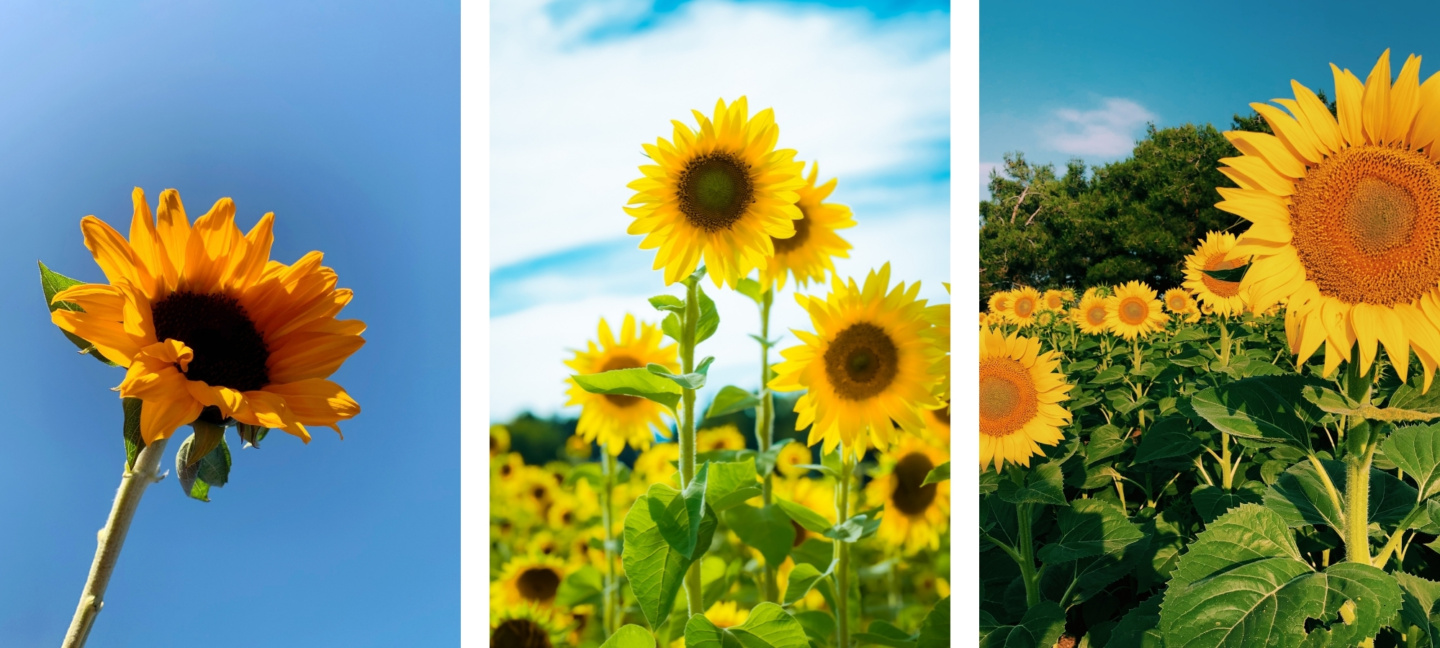 cute asthetic sunflower wallpapers