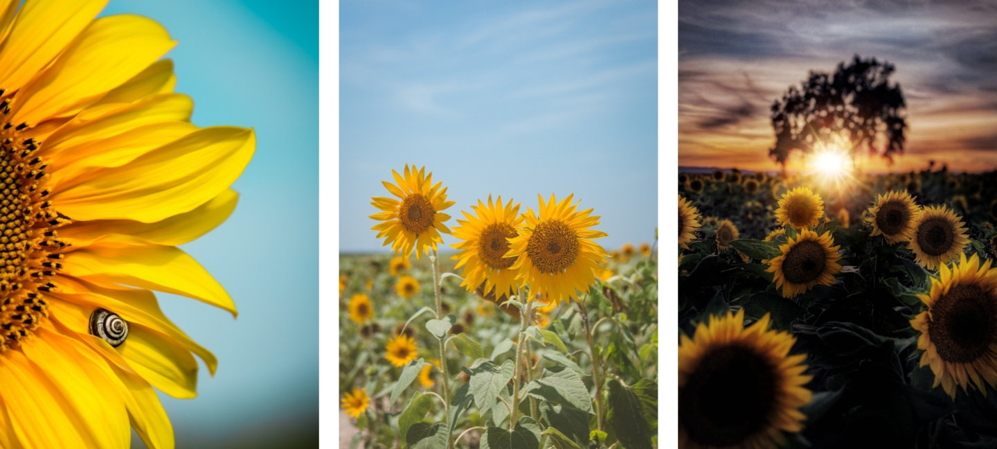 cute asthetic sunflower wallpapers