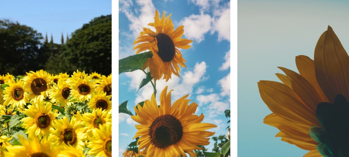 cute asthetic sunflower wallpapers