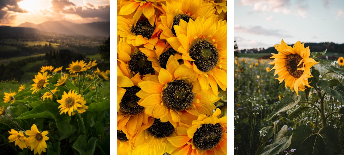 cute asthetic sunflower wallpapers