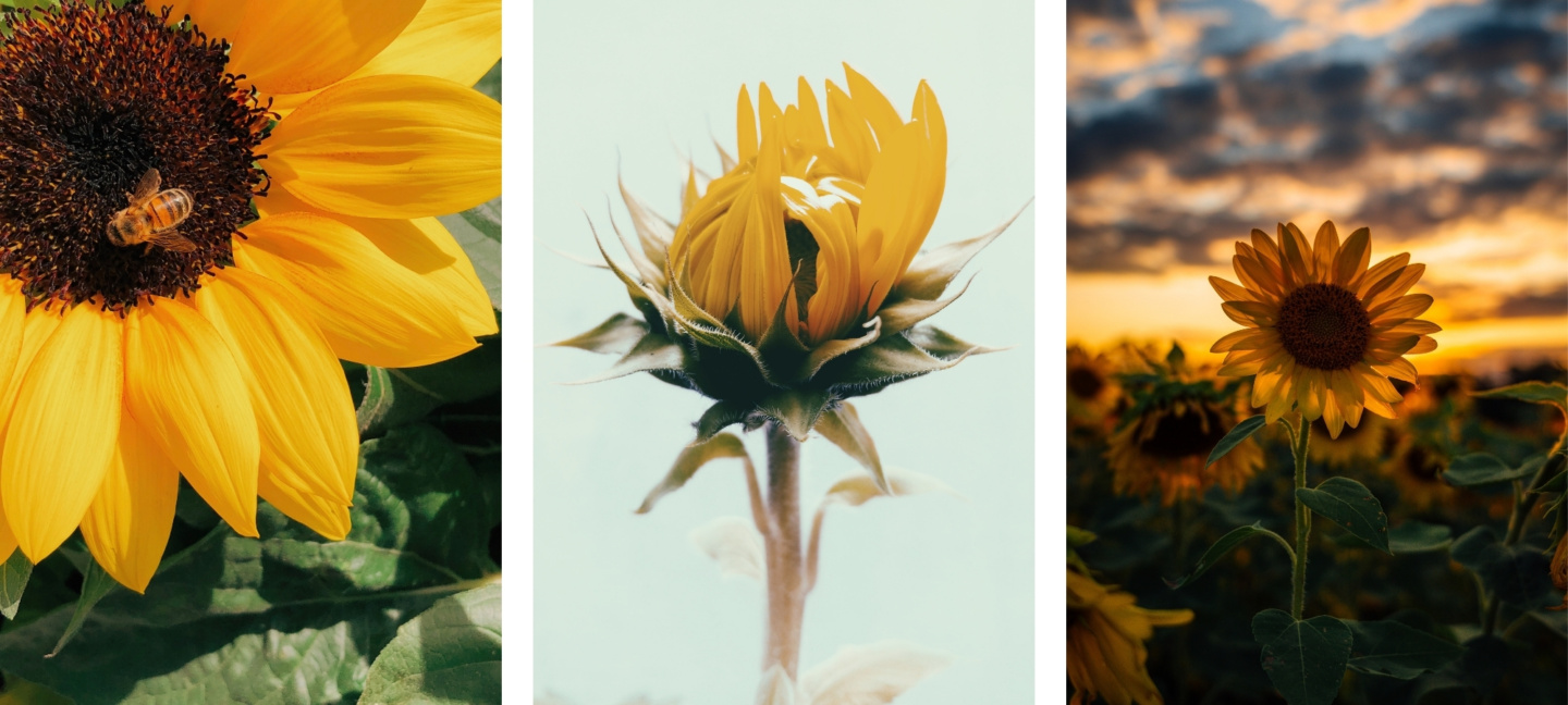 cute asthetic sunflower wallpapers