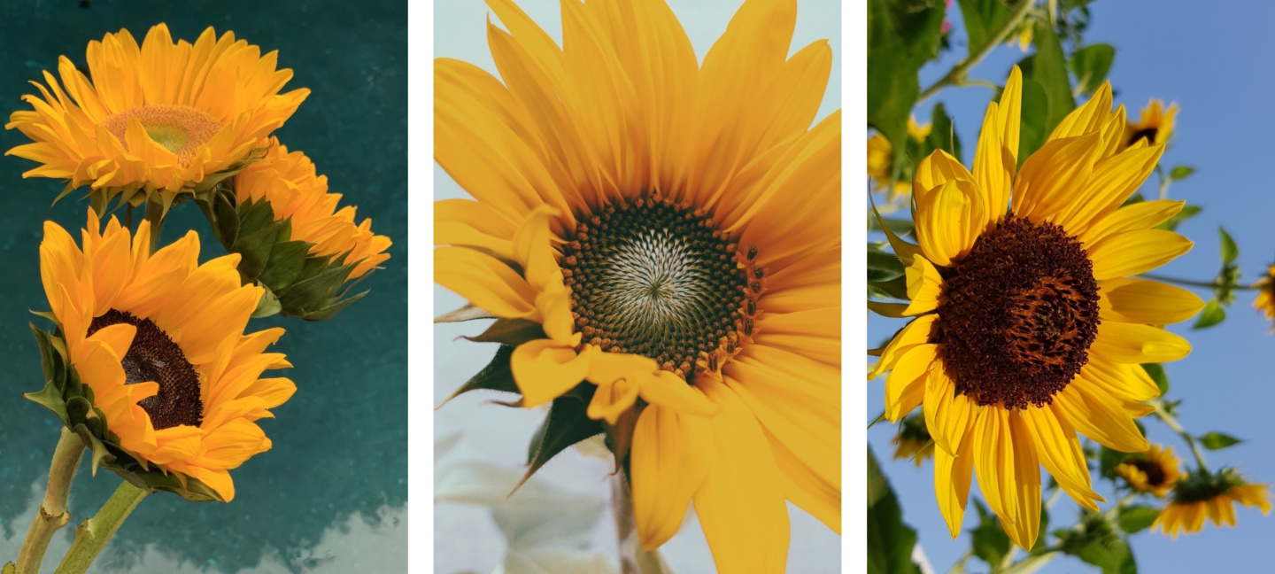 cute yellow asthetic sunflower wallpapers