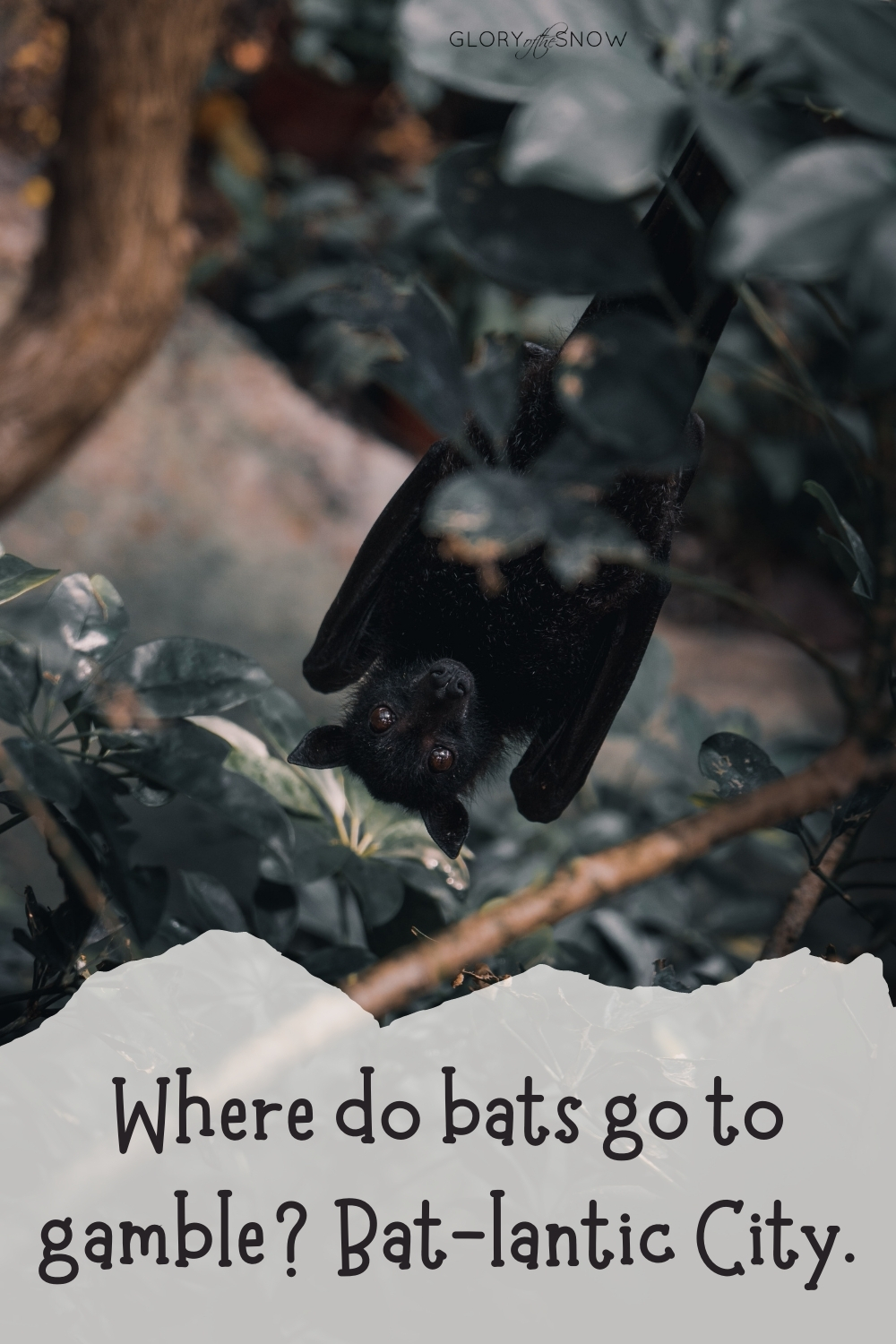 Bat Puns And Jokes
