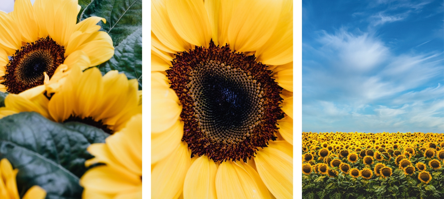 sunflower wallpapers for iPhone