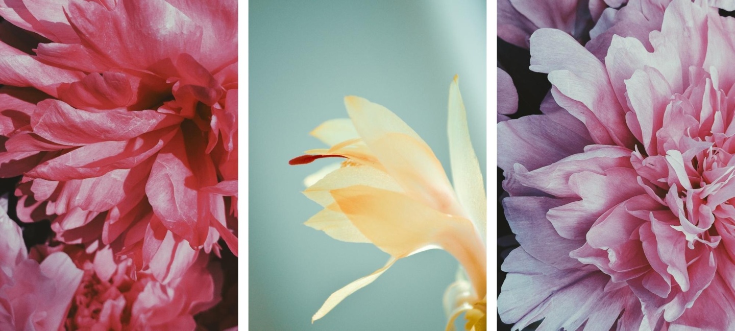 Free HD Flower Wallpapers For iPhone