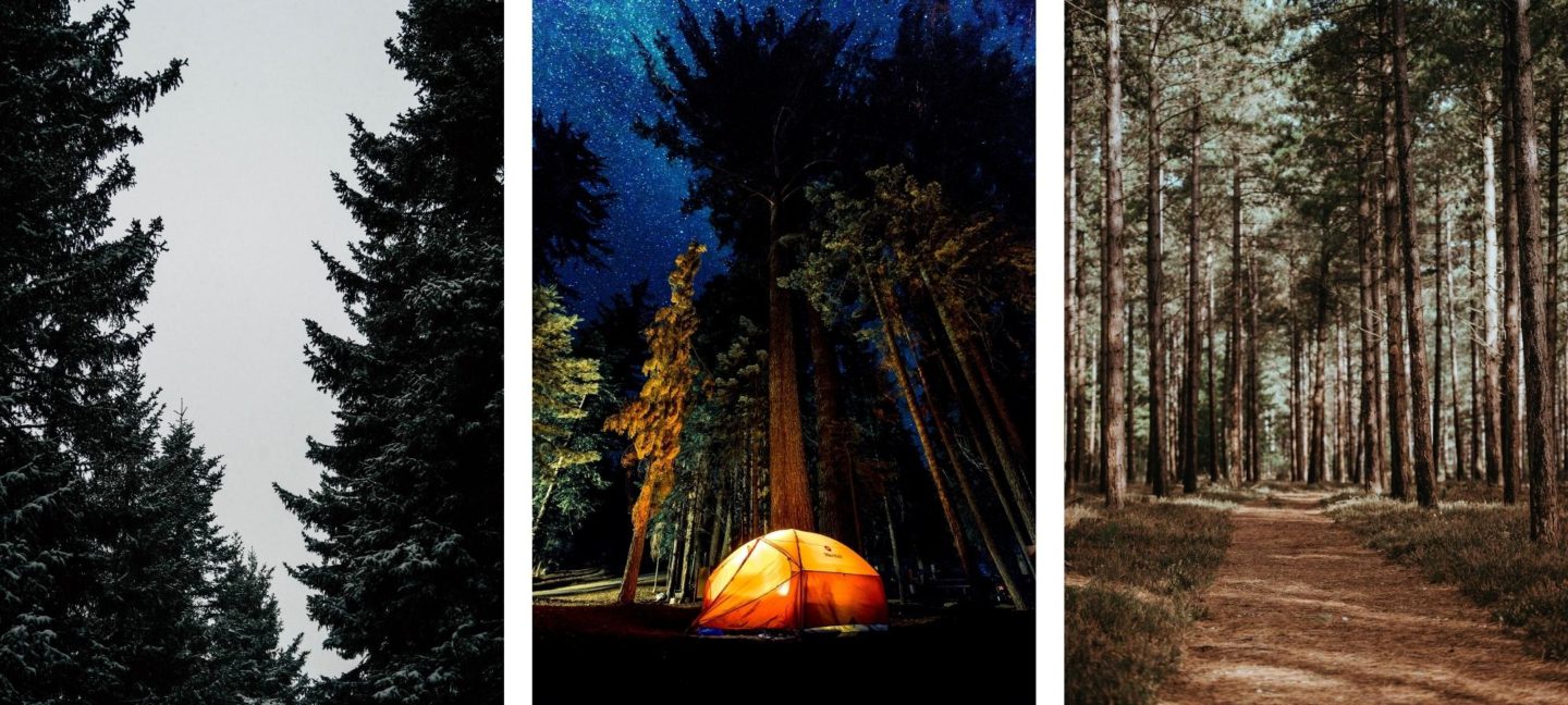 Free HD Forest Wallpapers For iPhone