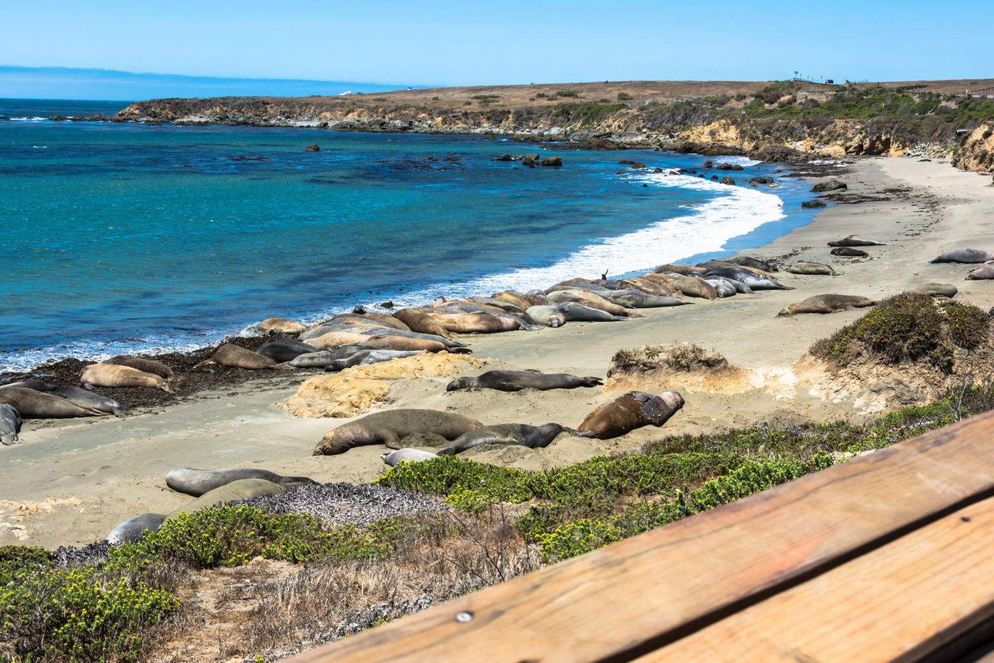 Best Things To Do In California: Elephant Seals At San Simeon