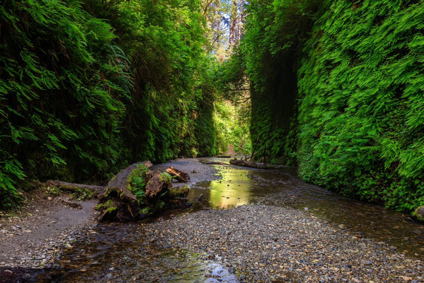 Best Things To Do In California: Fern Canyon