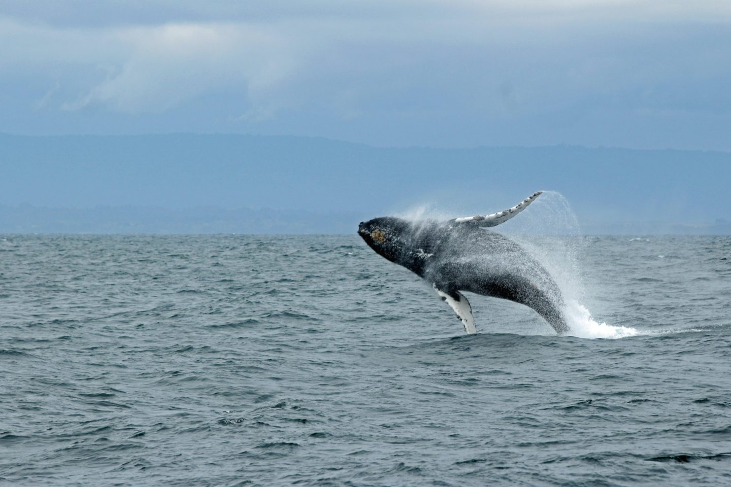 fun things to do in California: Whale Watch In Monterey