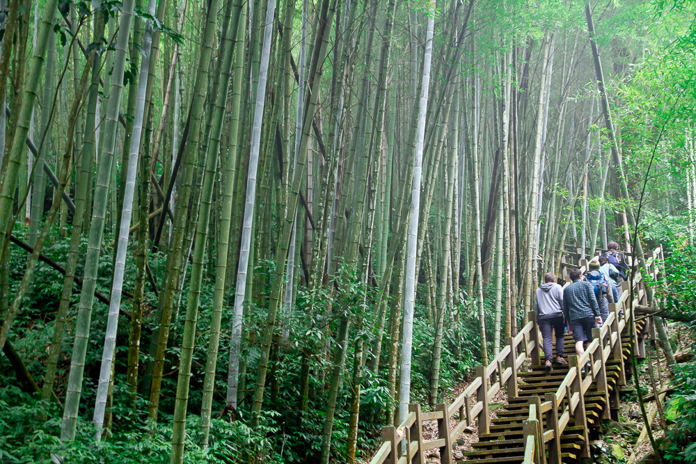 Off-The-Beaten-Path Places To Visit In Taiwan: Ruitai Historic Bamboo Trail, Chiayi