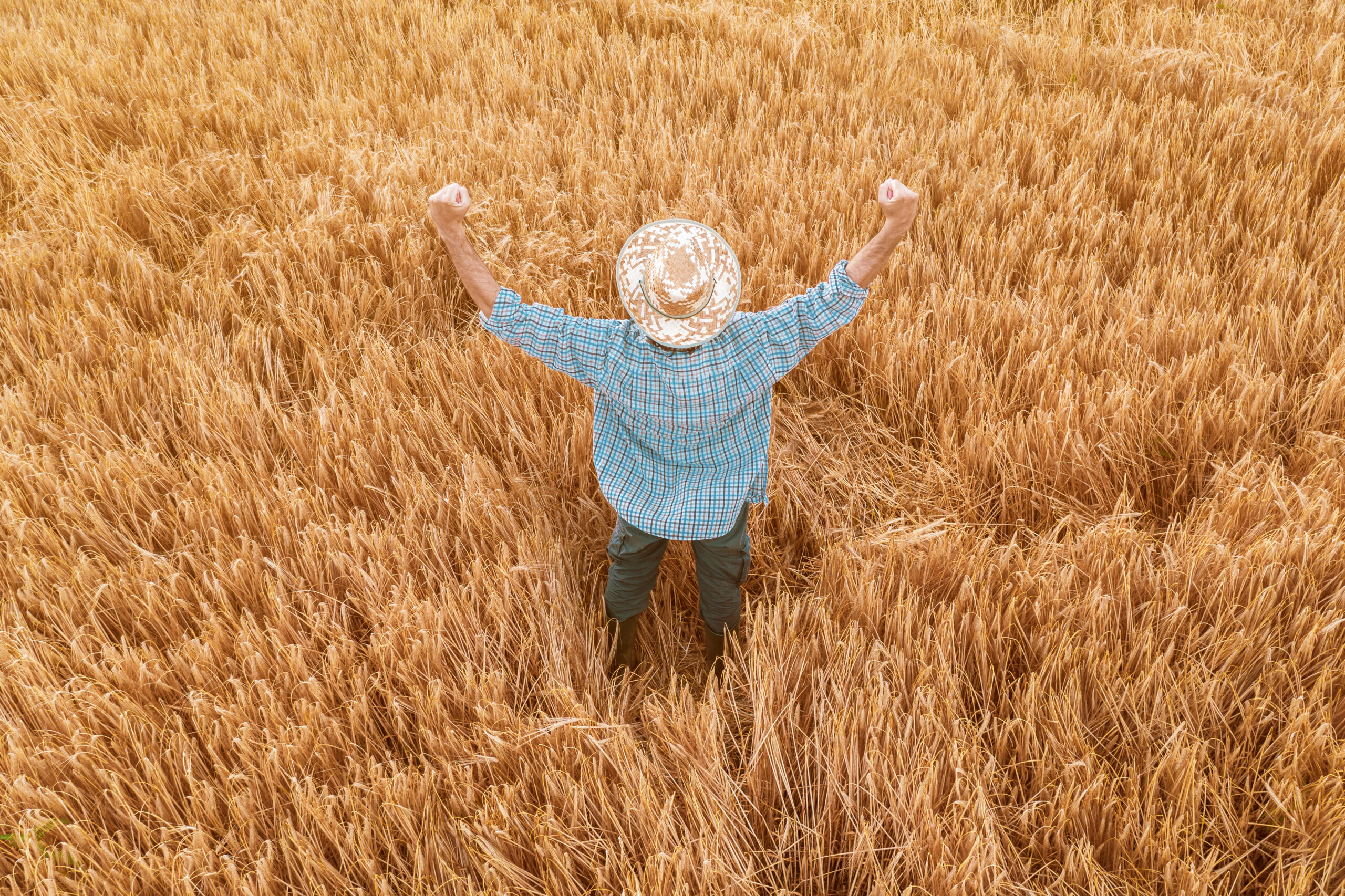 поля сои в краснодарском крае. Your crops are ready. кукуруза модерн. Your crops are ready. Your crops are ready.