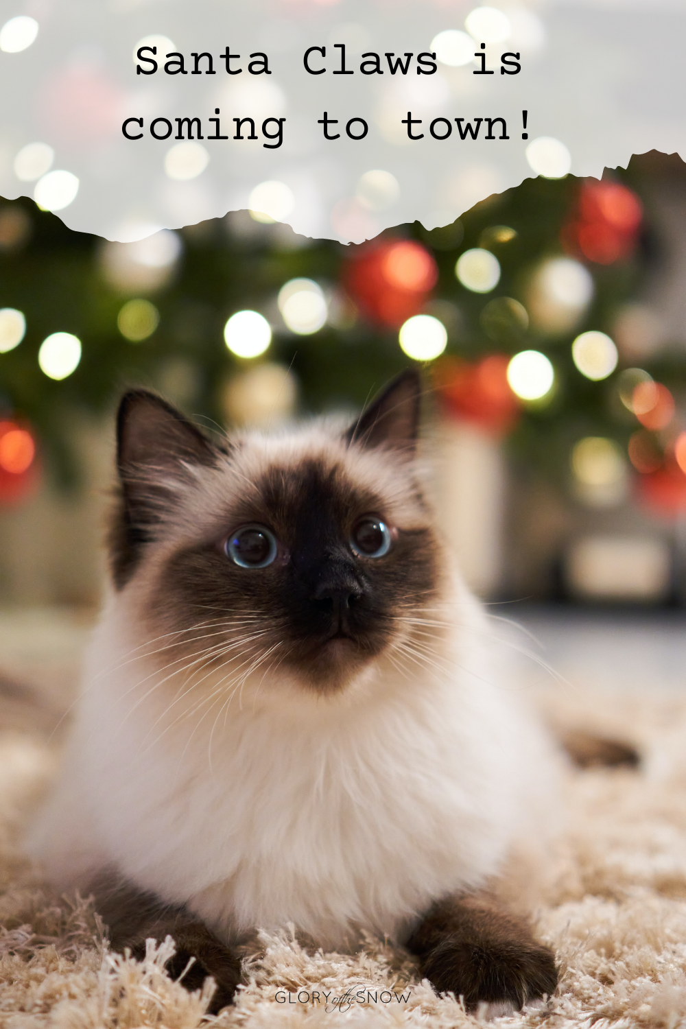 Cat Christmas Puns