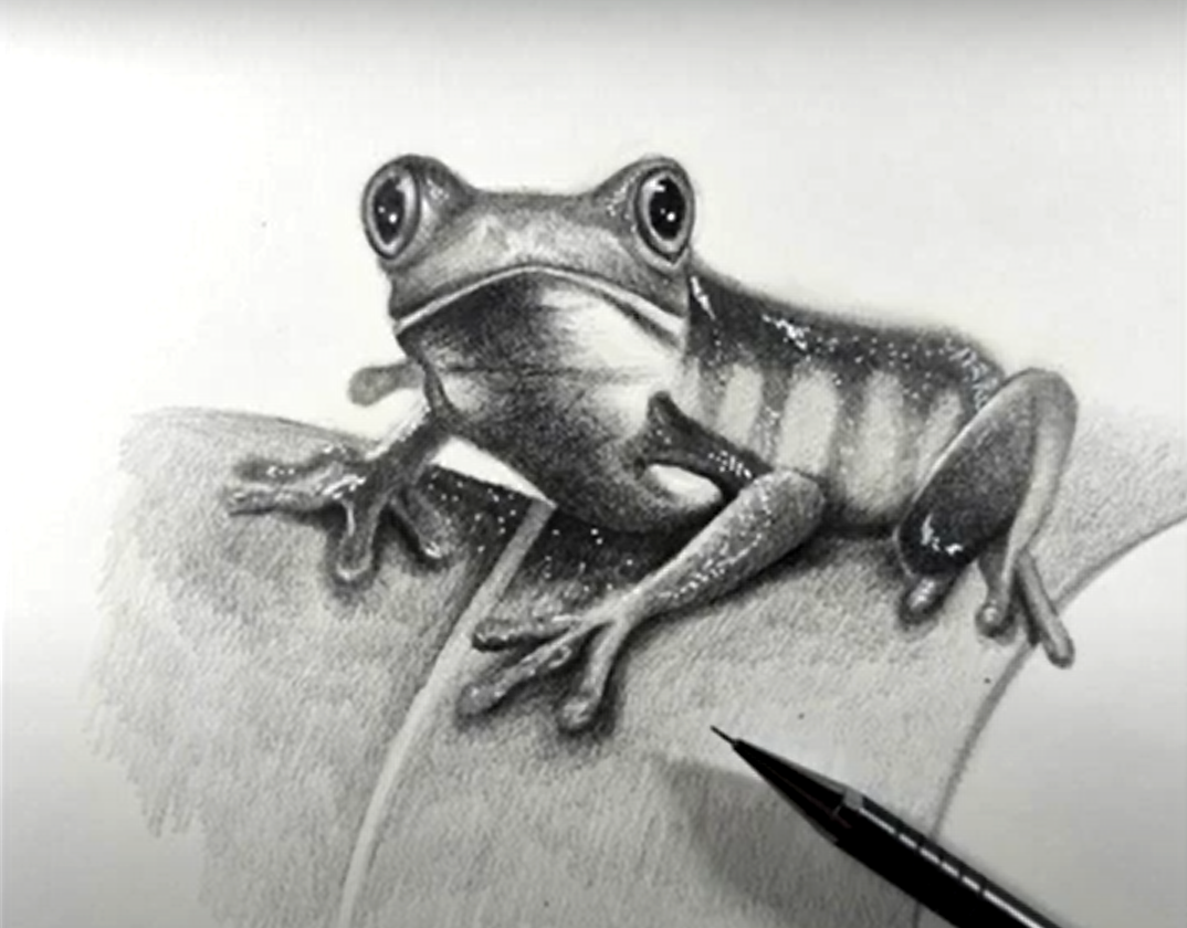 How To Draw A Frog With Pencil Step by Step Easy Realistic By PASTELART
