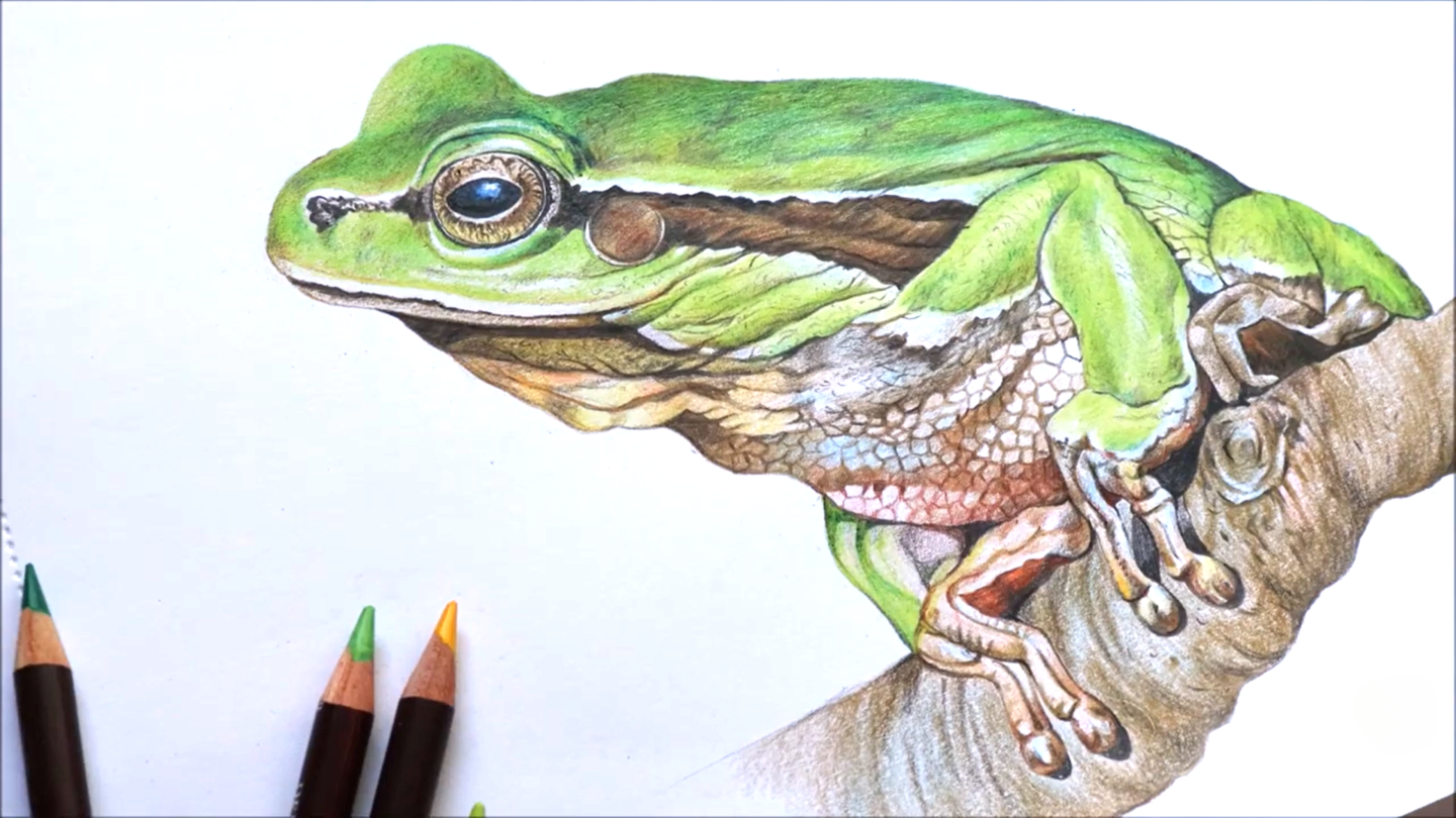 Frog Drawing In Color Pencils Tutorial By ART EASEL & PENCIL