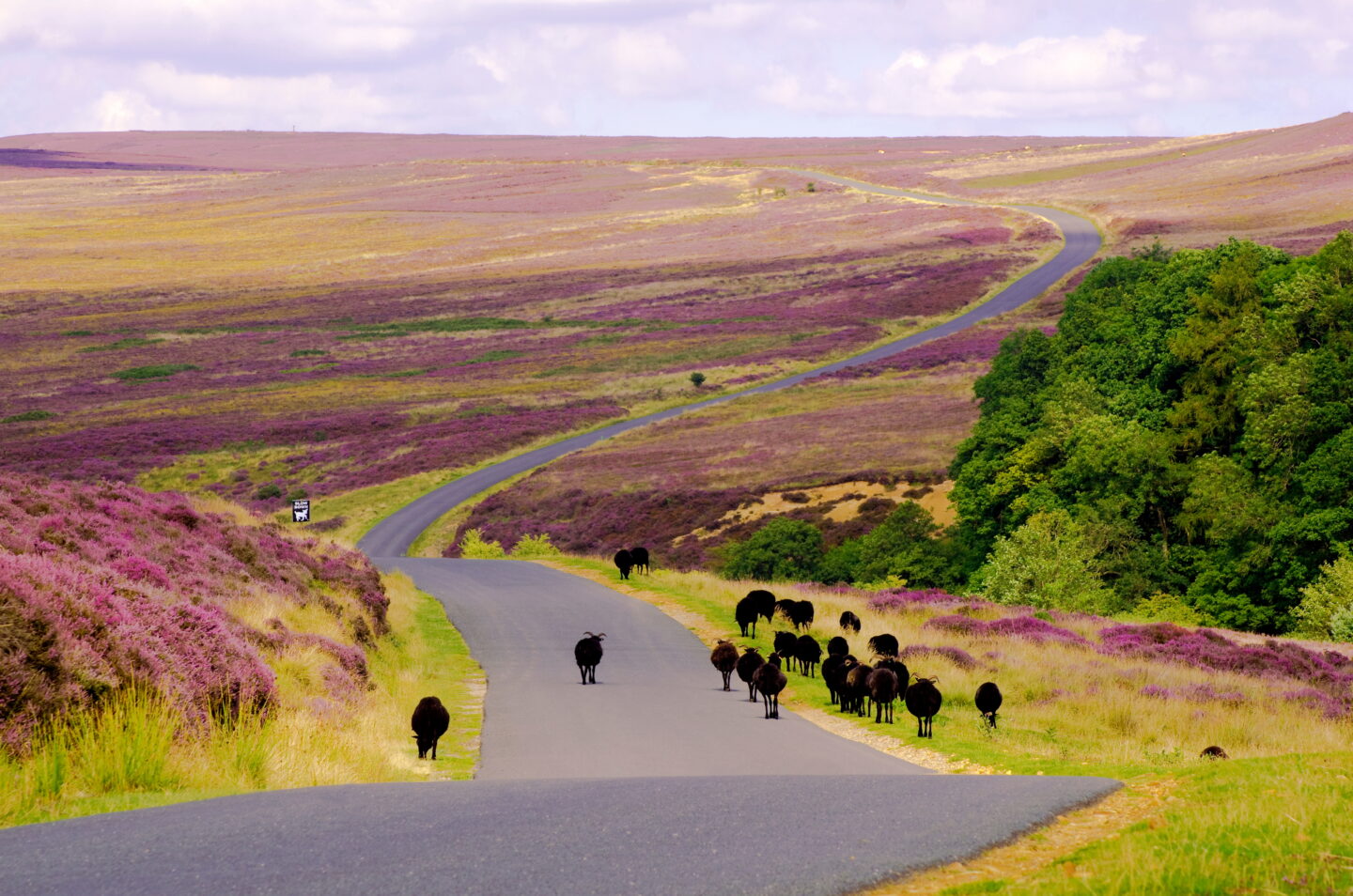 Best Things To Do In The North Yorkshire Moors