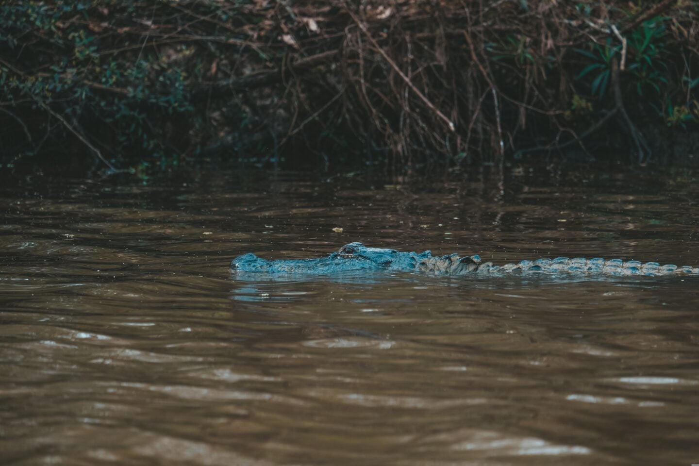First Time In New Orleans - Top 10 Things To Do: Swamp Tour