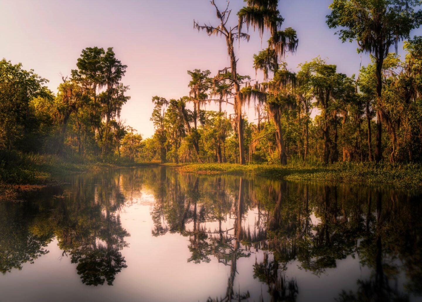 First Time In New Orleans - Top 10 Things To Do: Swamp Tour