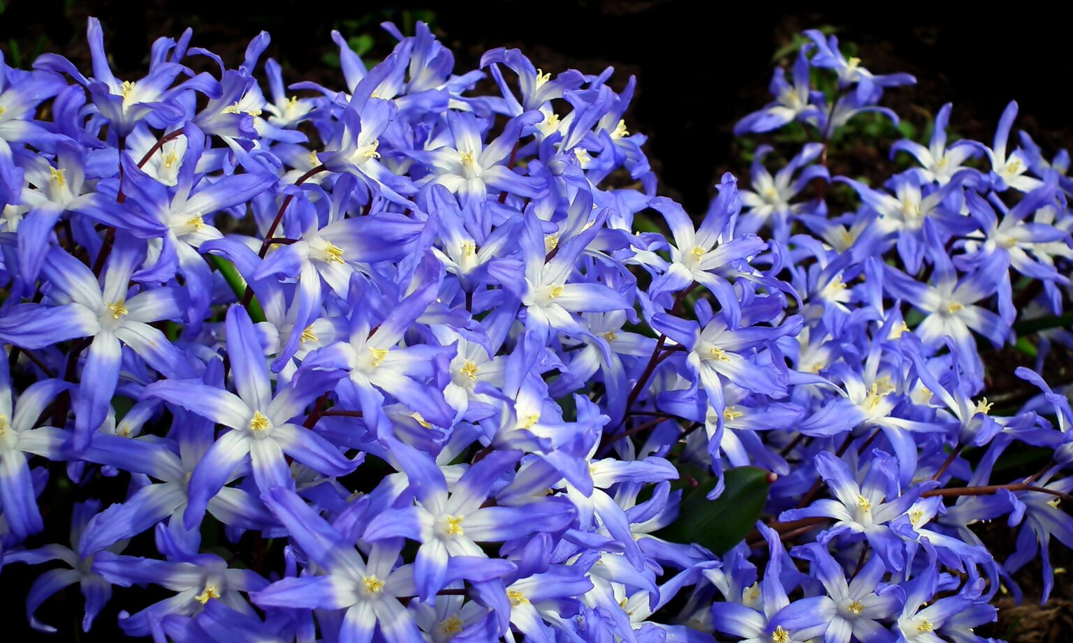 Glory Of The Snow: The Tiny Bloom That Heralds Spring - Glory of the Snow
