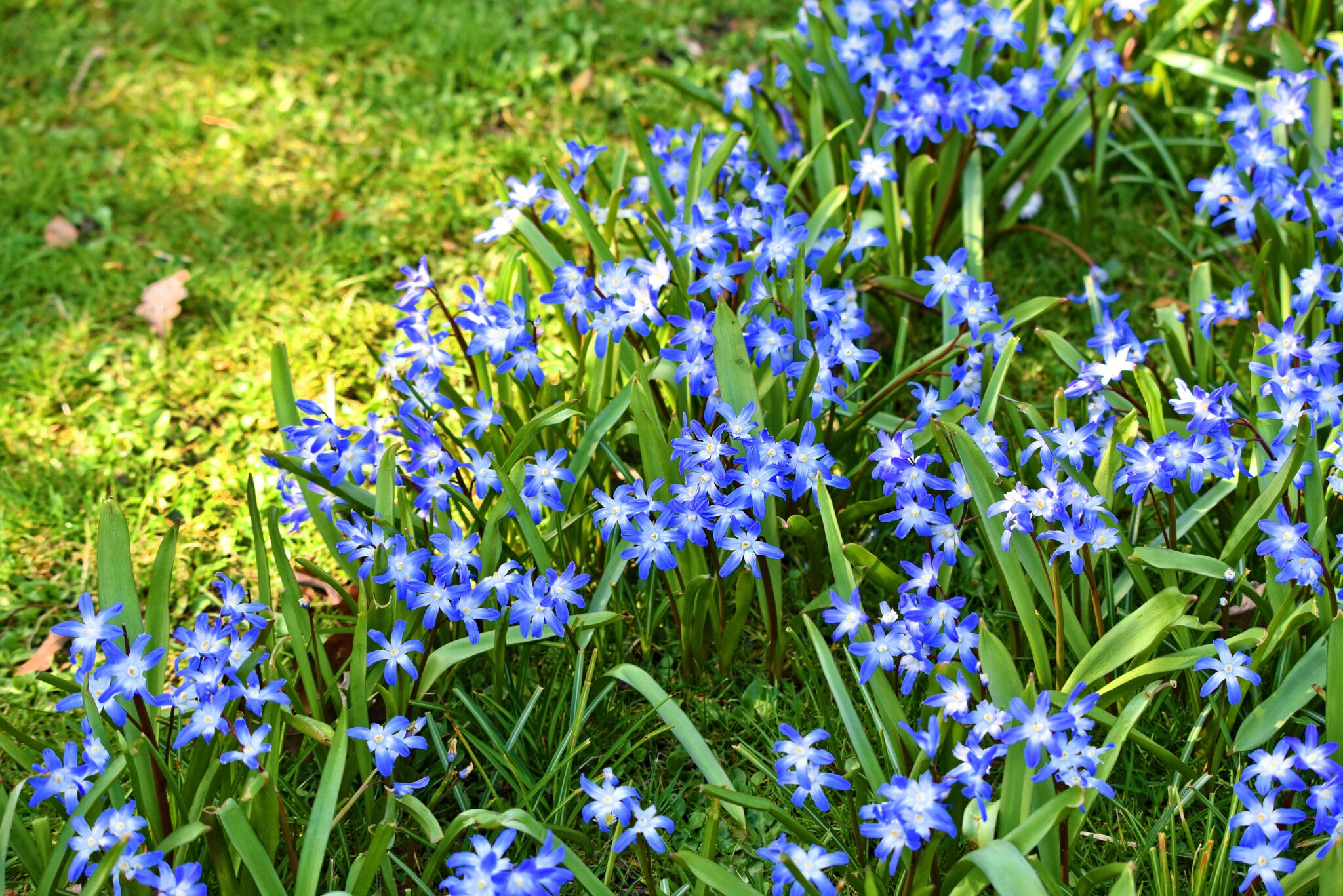 Glory Of The Snow: The Tiny Bloom That Heralds Spring - Glory of the Snow