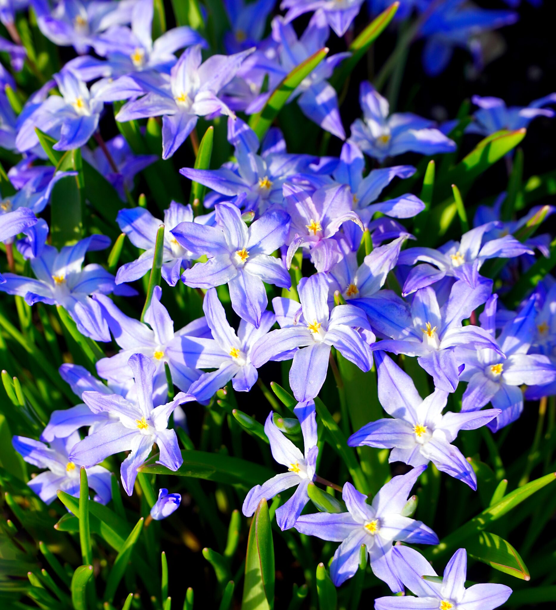 Glory Of The Snow: The Tiny Bloom That Heralds Spring - Glory of the Snow