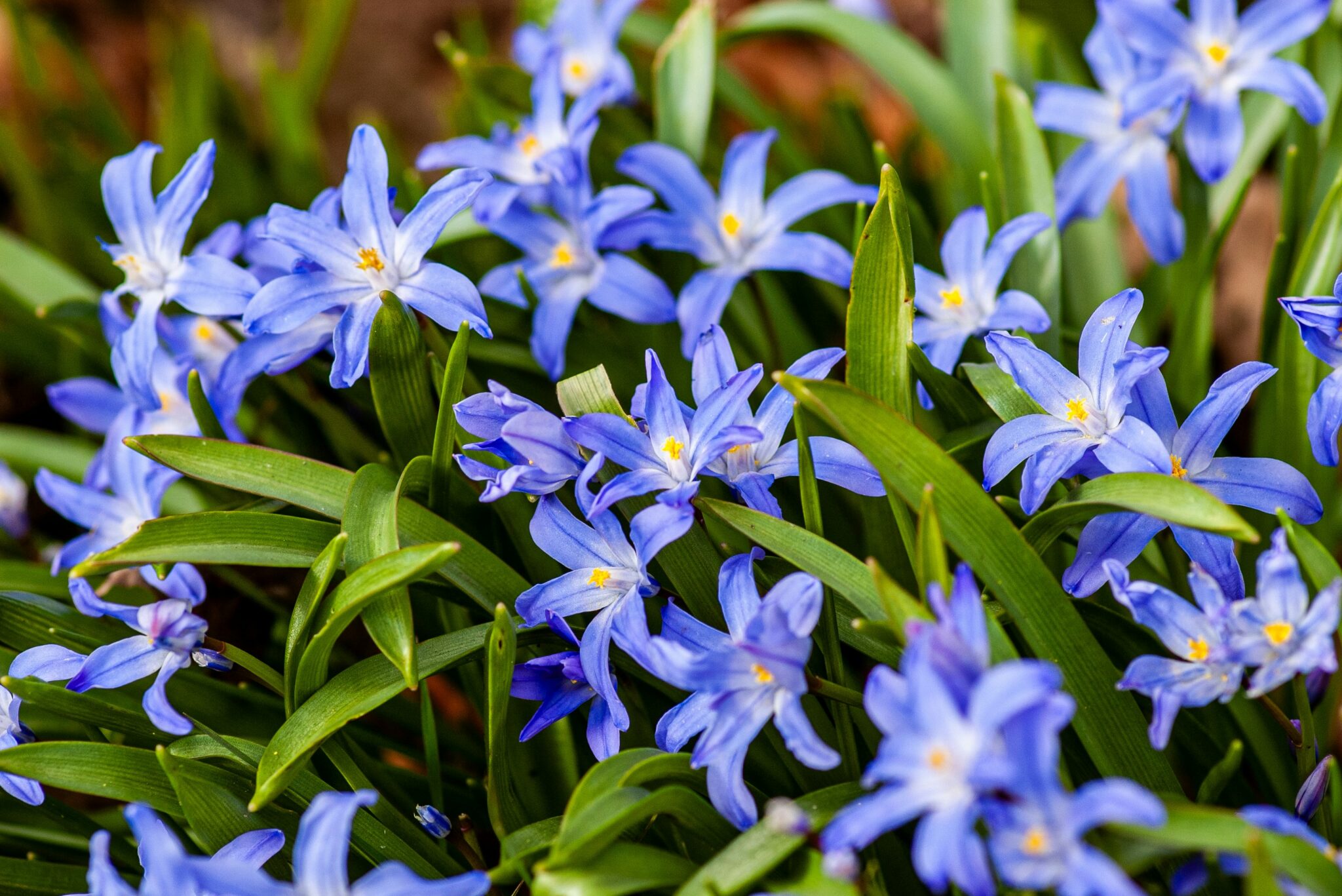 Glory Of The Snow: The Tiny Bloom That Heralds Spring - Glory of the Snow