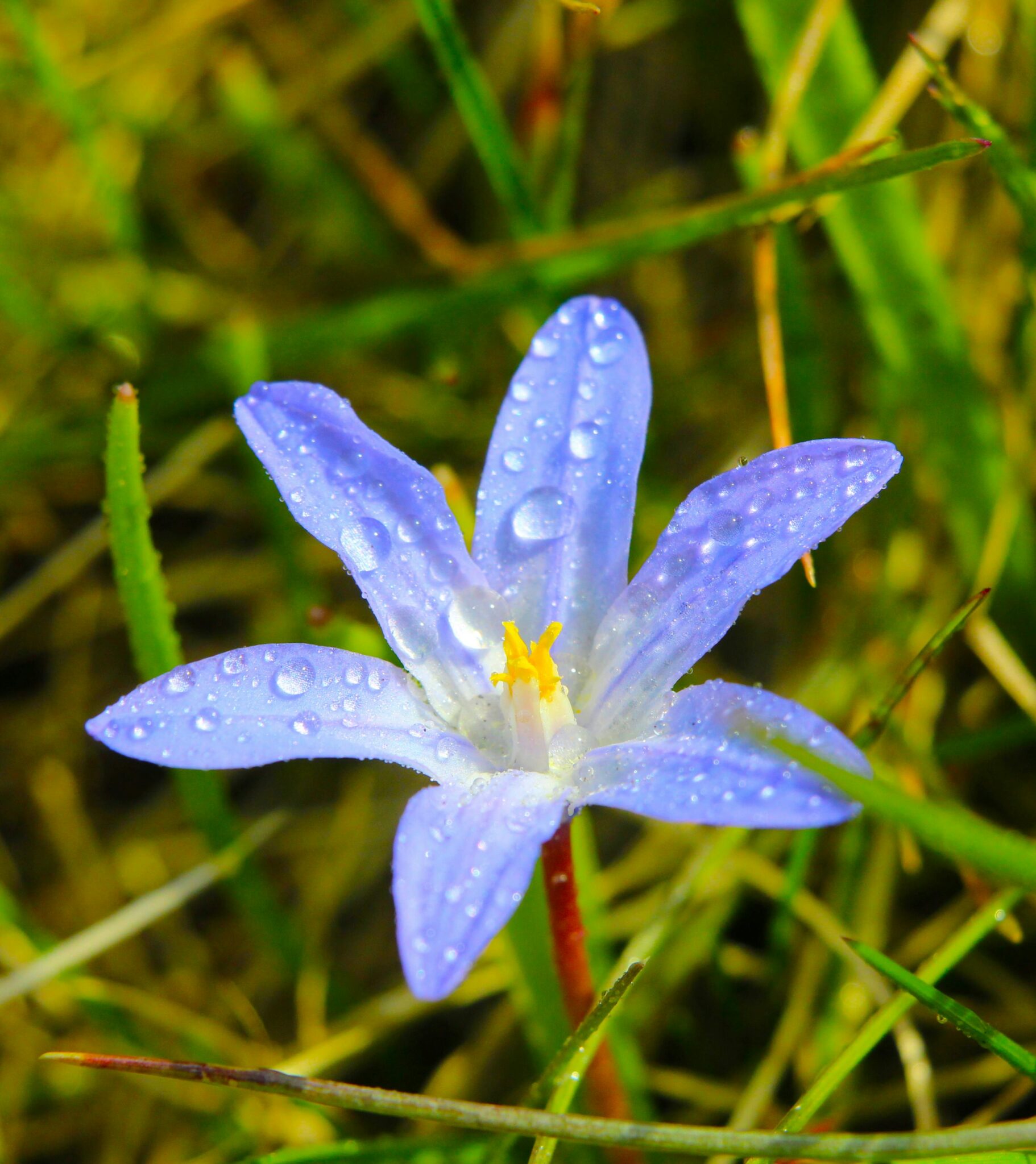 Glory Of The Snow: The Tiny Bloom That Heralds Spring - Glory of the Snow