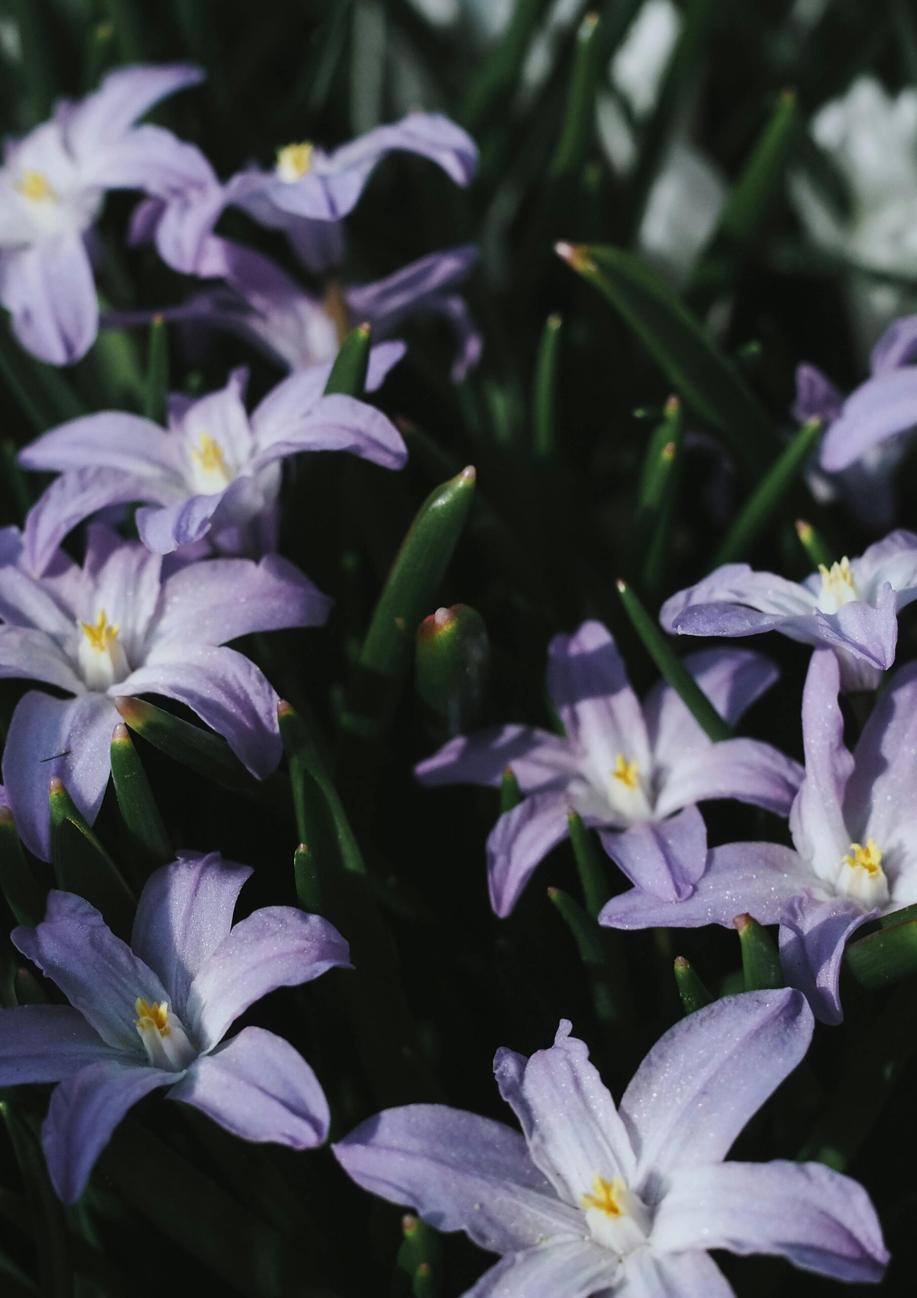 Glory Of The Snow: The Tiny Bloom That Heralds Spring - Glory of the Snow