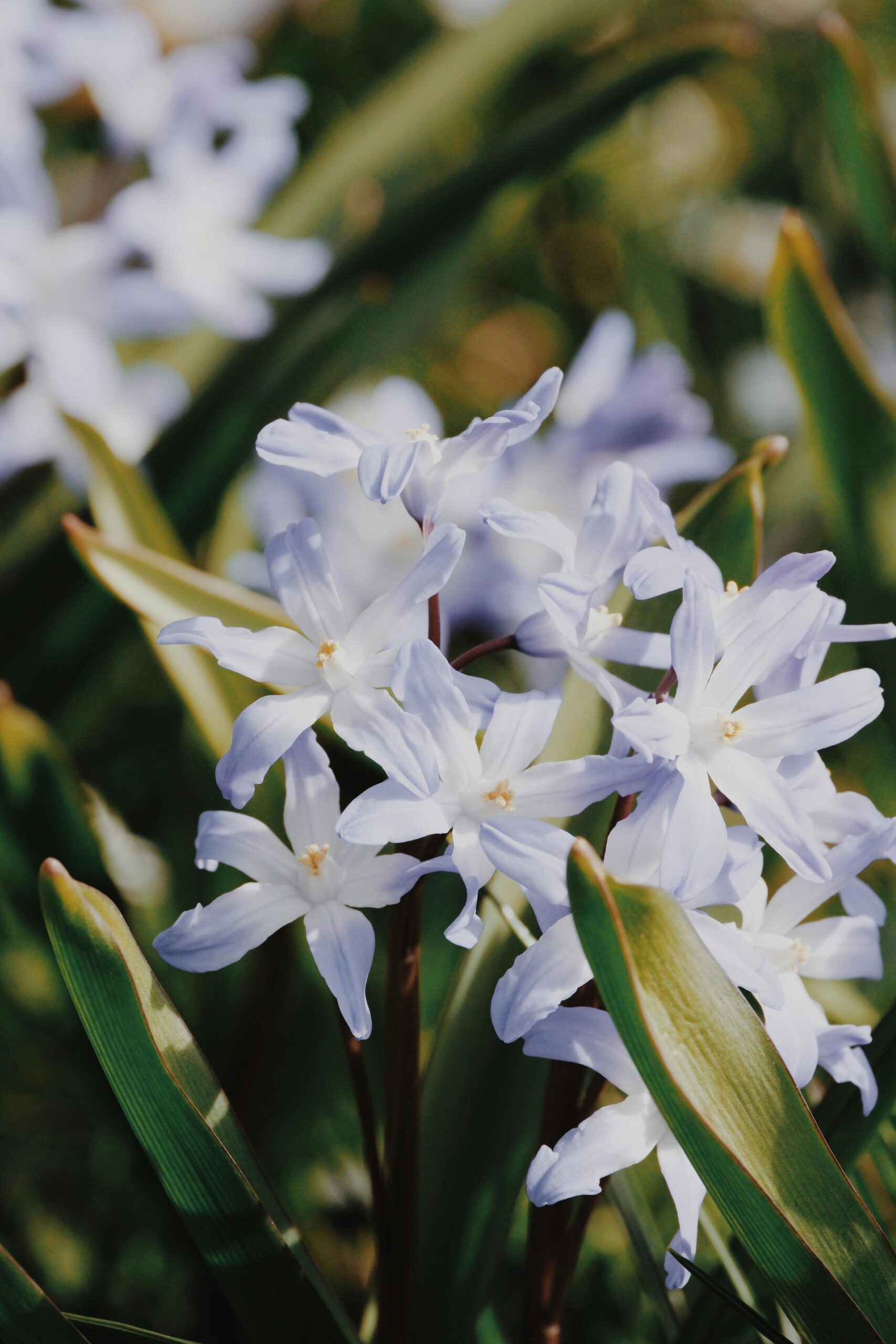 Glory Of The Snow: The Tiny Bloom That Heralds Spring - Glory of the Snow