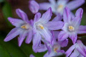 Glory Of The Snow: The Tiny Bloom That Heralds Spring - Glory of the Snow