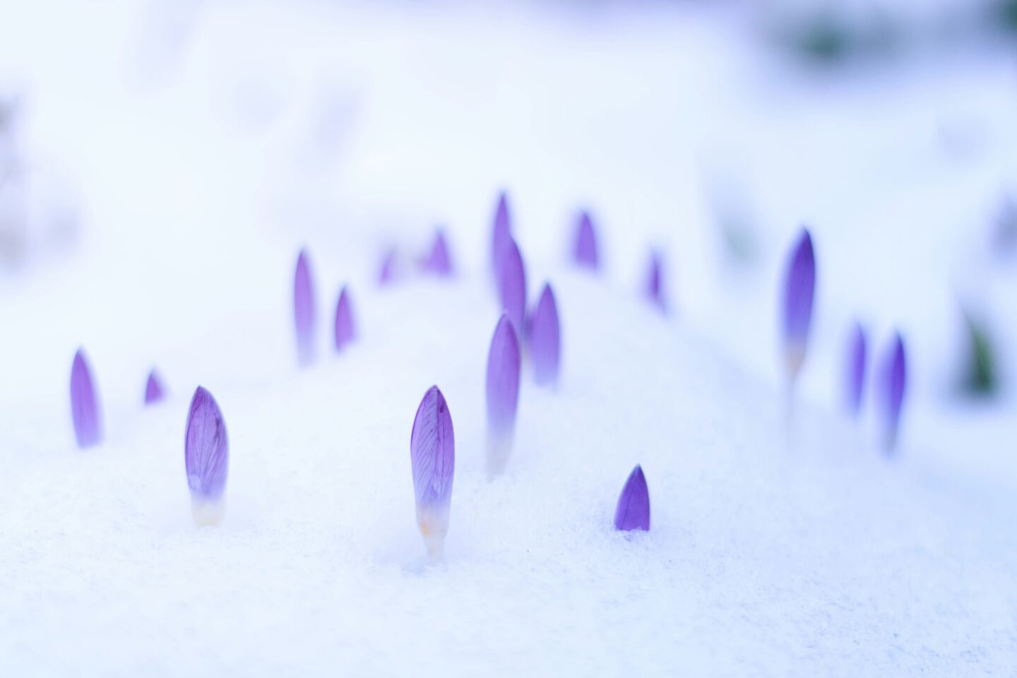 Crocus - Winter-Blooming Bulbs