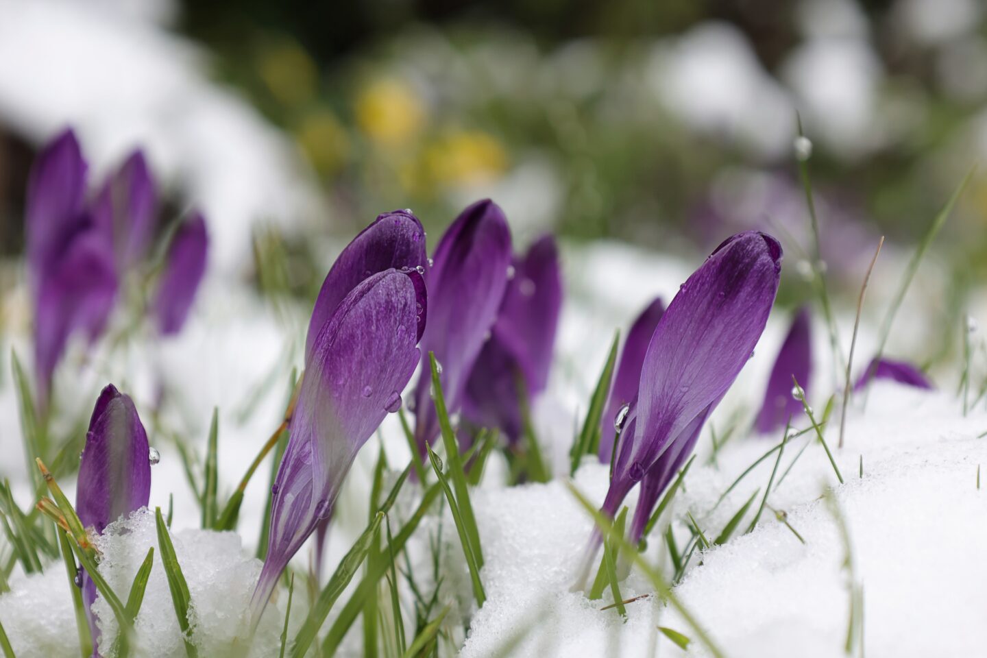 Crocus - Winter-Blooming Bulbs