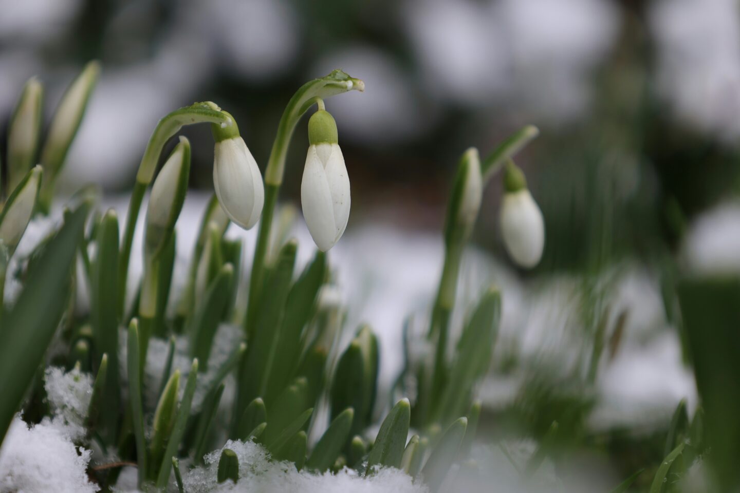 Snowdrops (Galanthus) - Winter-Blooming Bulbs