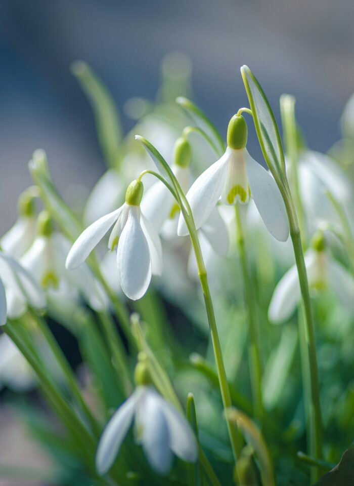 Snowdrops (Galanthus) - Winter-Blooming Bulbs