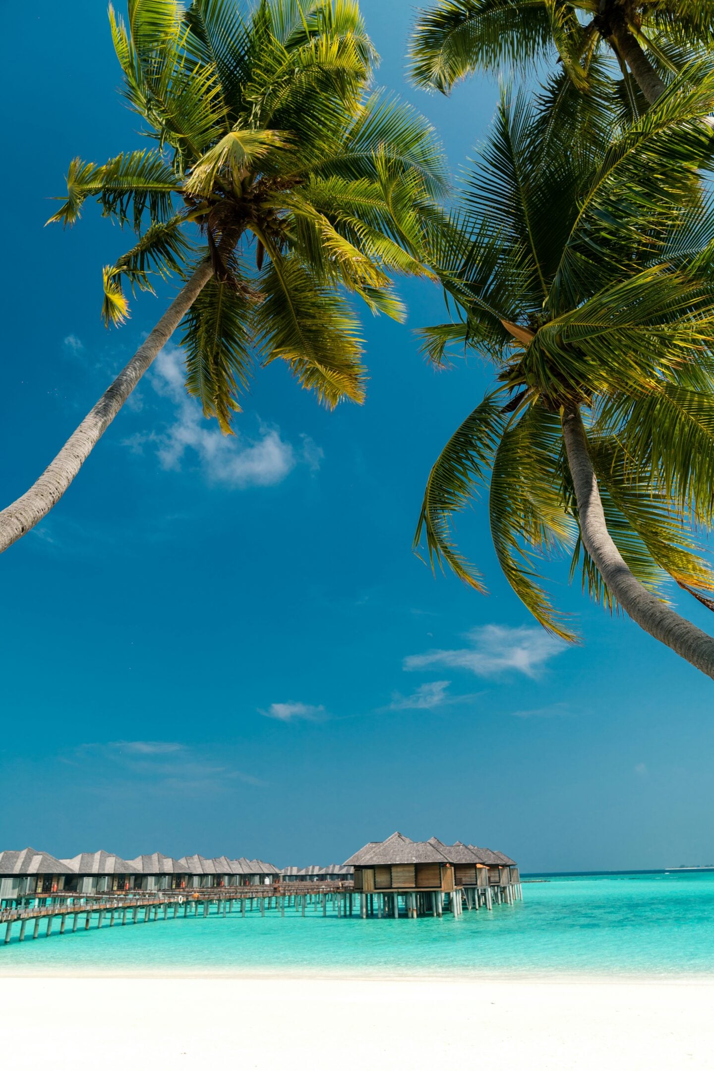 Overwater bungalows stretch into the turquoise lagoon under tall palm trees and a bright blue sky in the Maldives.