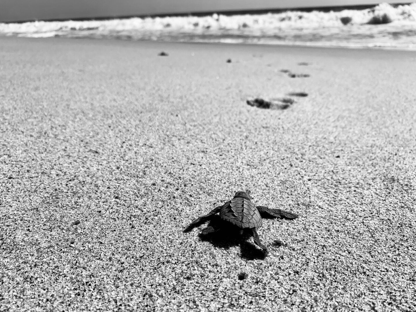 baby turtle Oaxaca Mexico