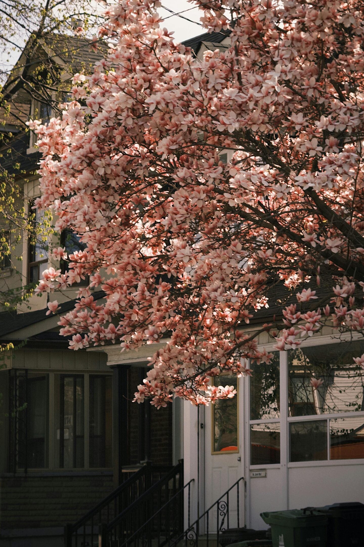Front of a Toronto house with blooming pink magnolia tree in spring, creating a charming neighborhood scene.