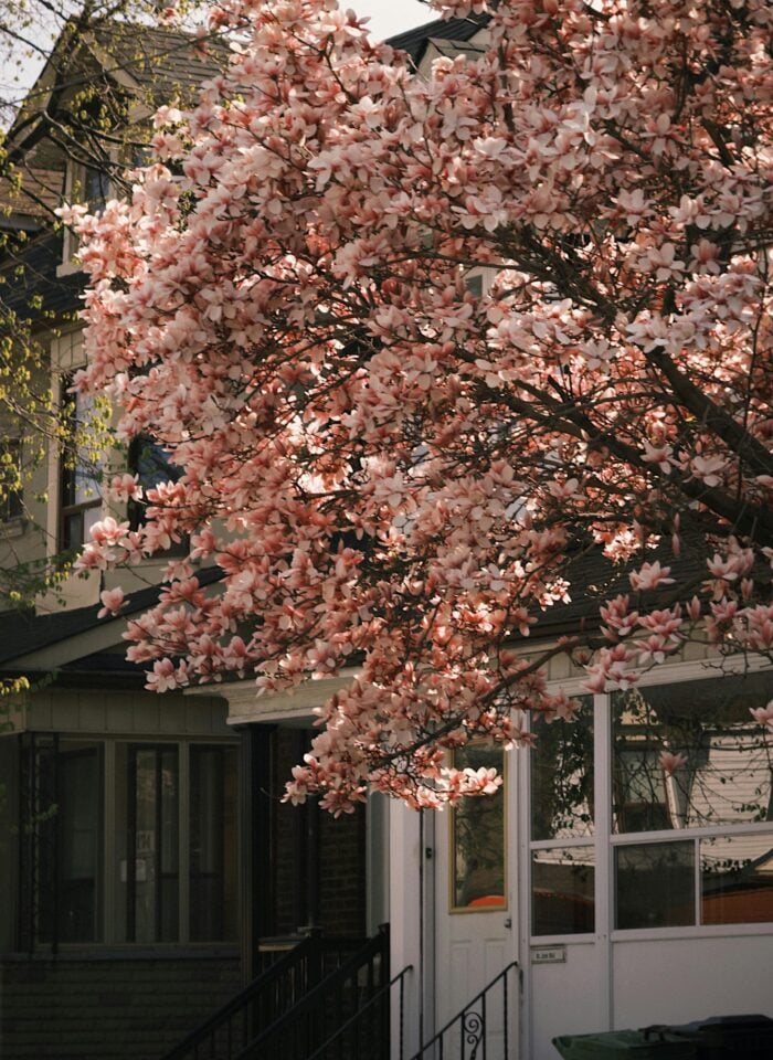 Front of a Toronto house with blooming pink magnolia tree in spring, creating a charming neighborhood scene.