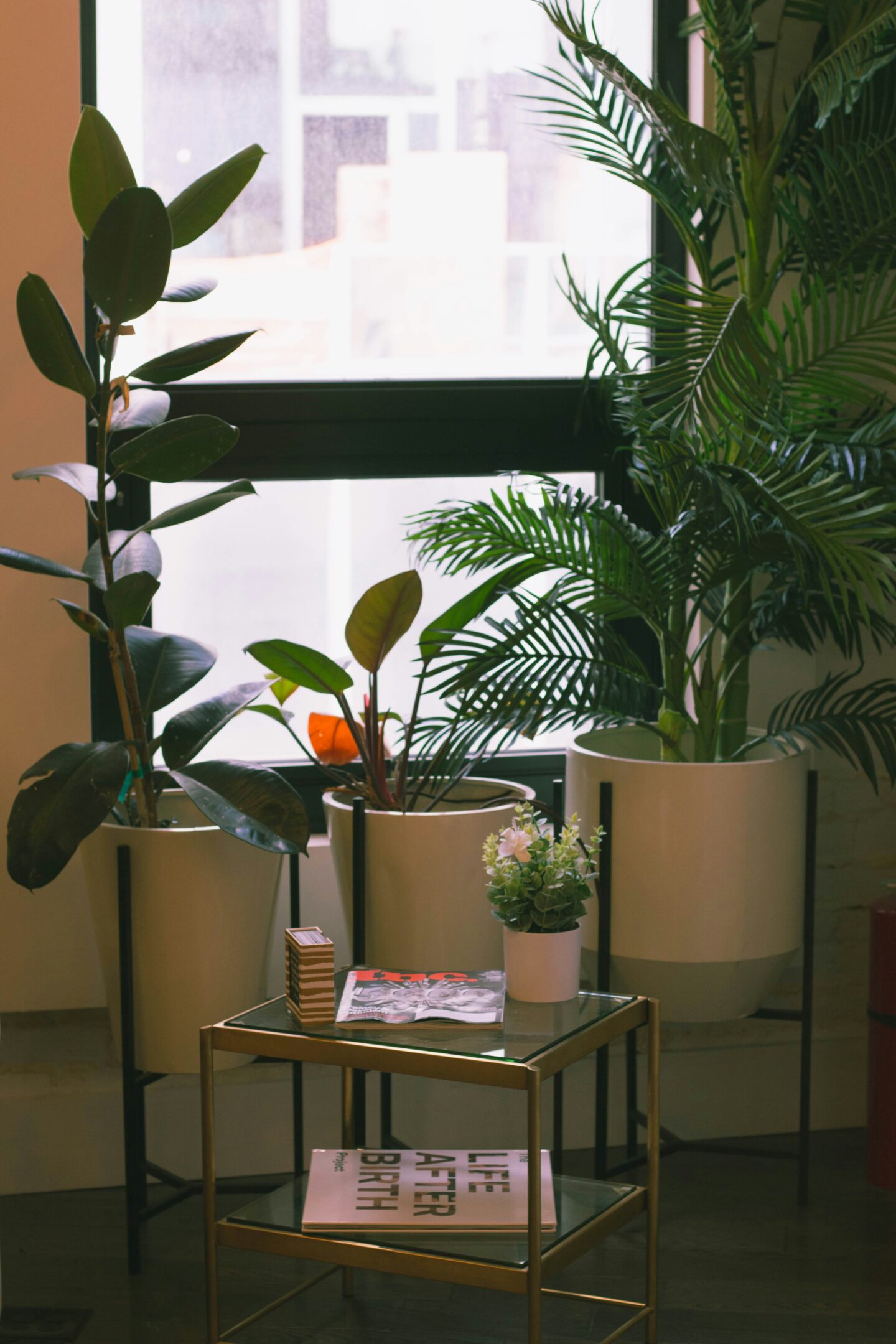 Group of indoor plants in white pots by a large window, next to a gold side table with magazines and a small potted flower.