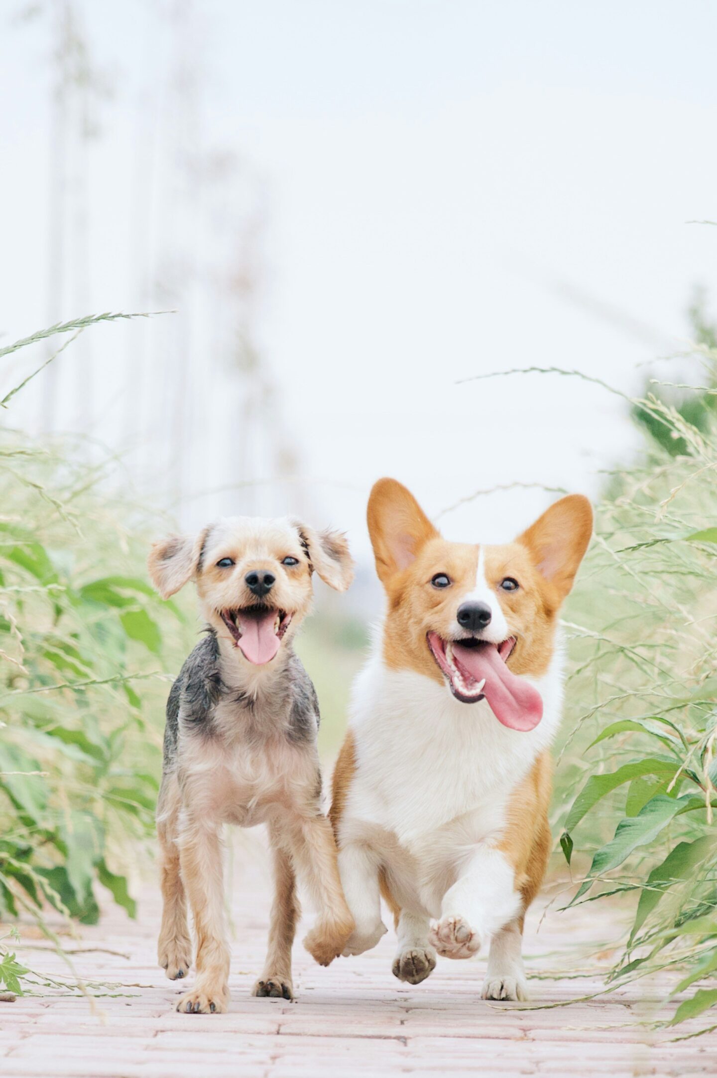 Two happy dogs running together outdoors on a sunny day — adorable pets enjoying playtime and friendship in nature.