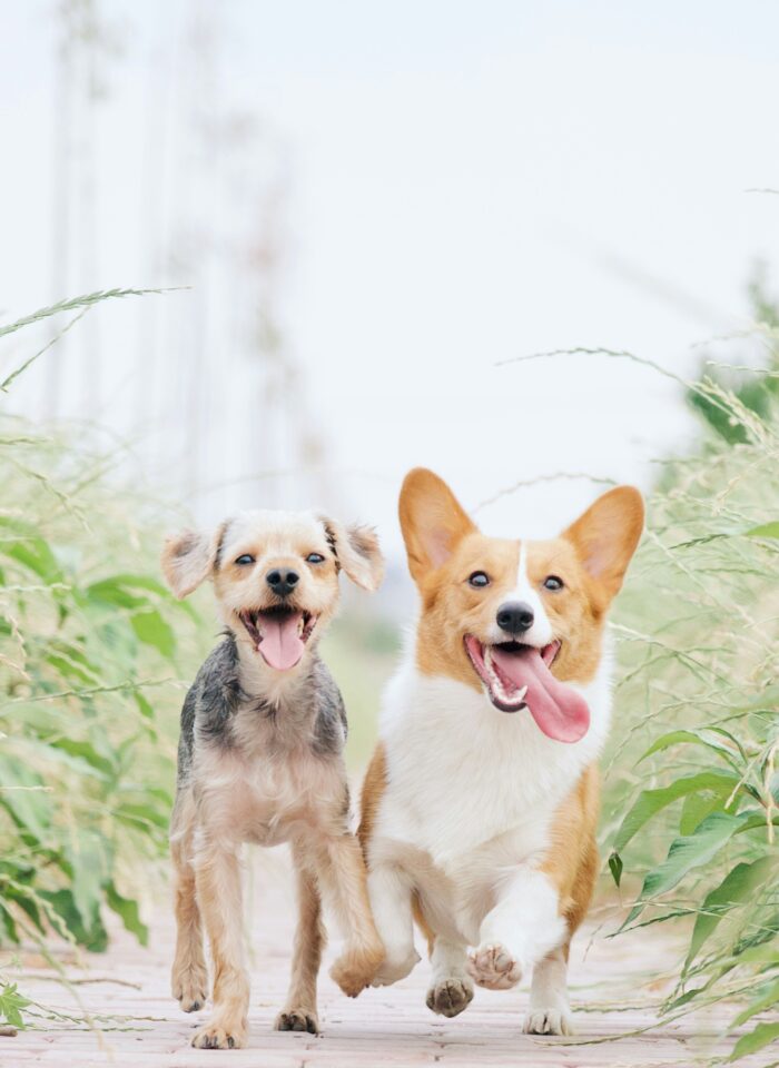 What To Look For In A Dog Pheromone Collar To Effectively Reduce Stress