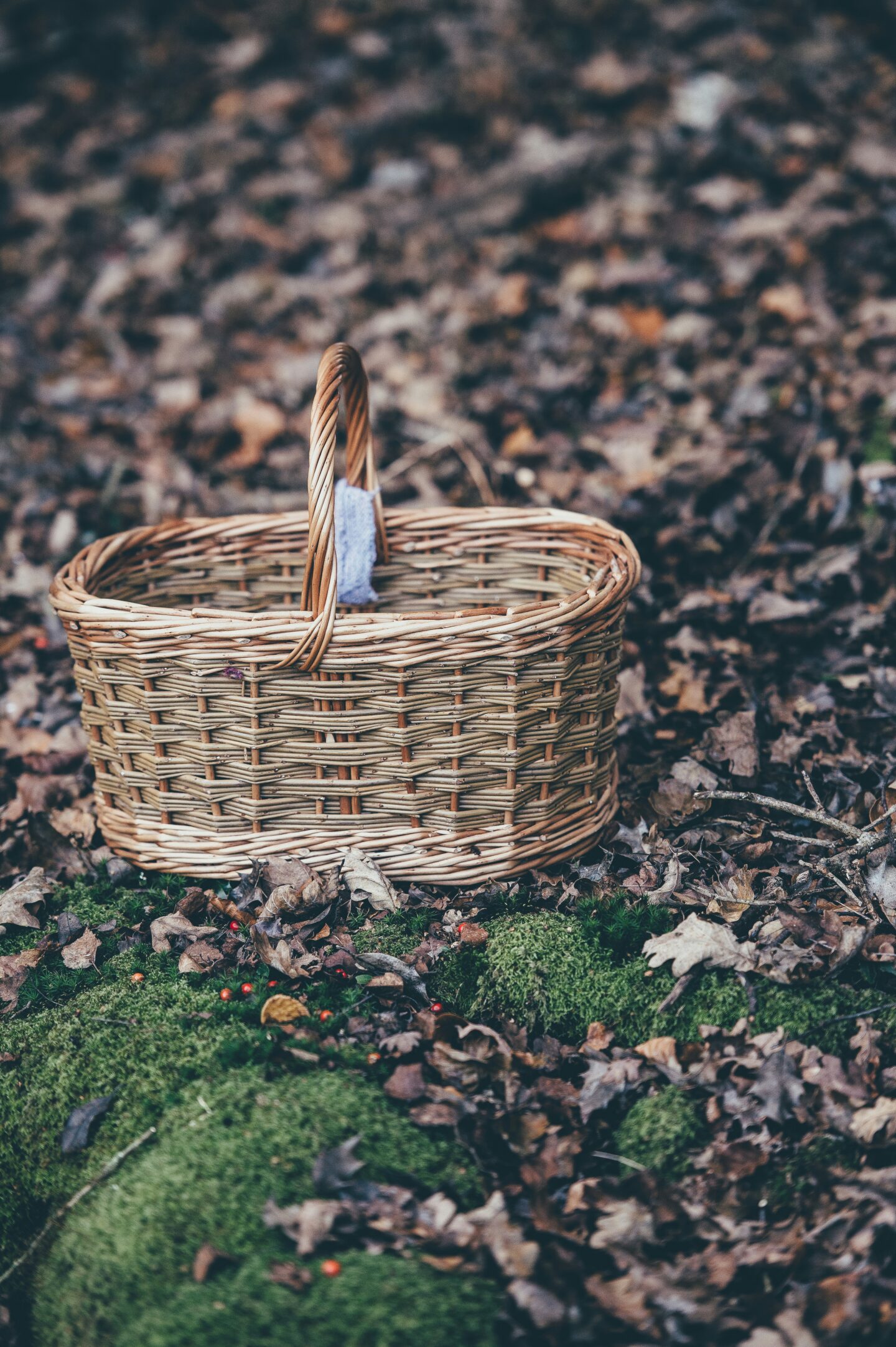 Wicker basket on a forest floor during autumn, perfect for a mushroom foraging trip in the UK.