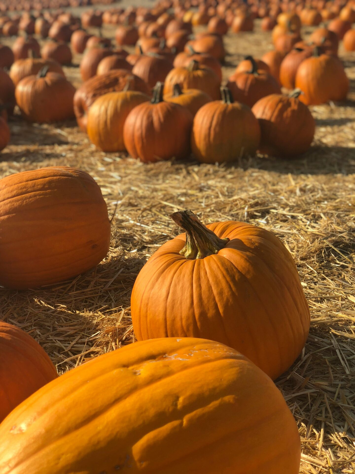 Pumpkin patch filled with bright orange pumpkins ready for picking during autumn in the UK.