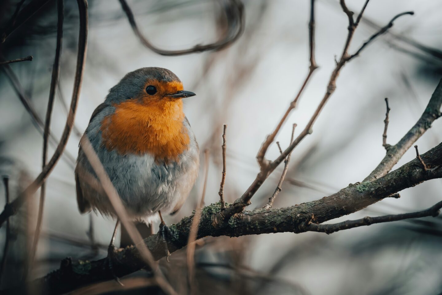Close-up of a robin perched on a branch in autumn, one of the UK’s favorite garden birds.
